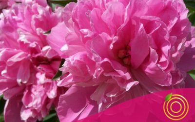 Das Feuer der Liebe – Heilung im Herzen finden